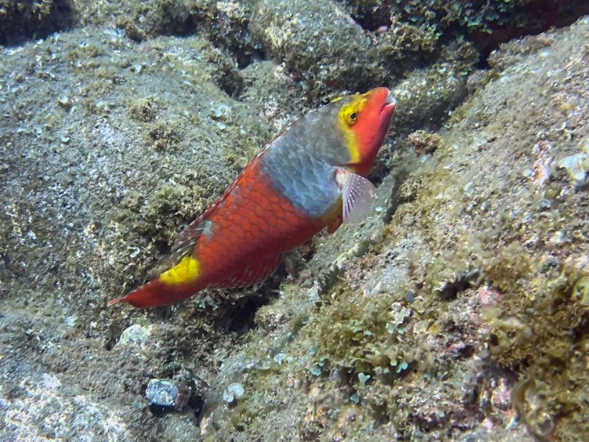 Caniço: Garajau Nature Reserve Guided Snorkeling Tour