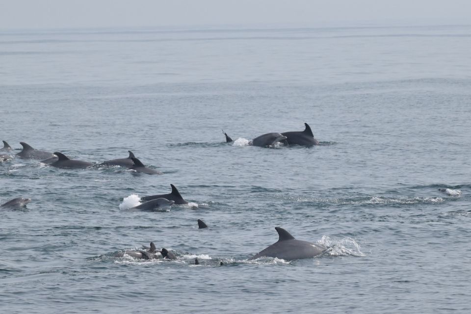 Cape May: Dolphin and Bird Watching Cruise