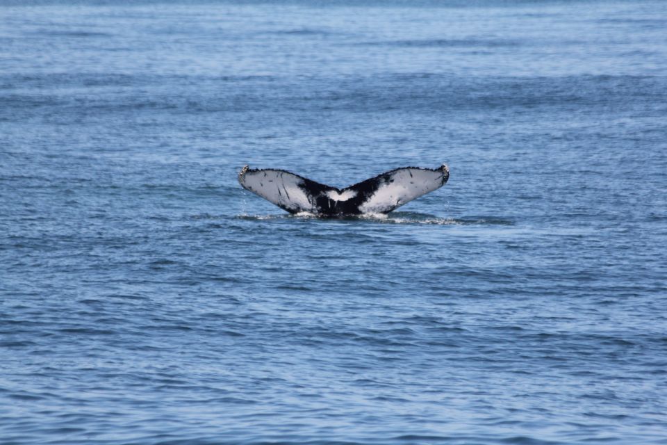 Cape May: Scenic Whale and Dolphin Watching Cruise