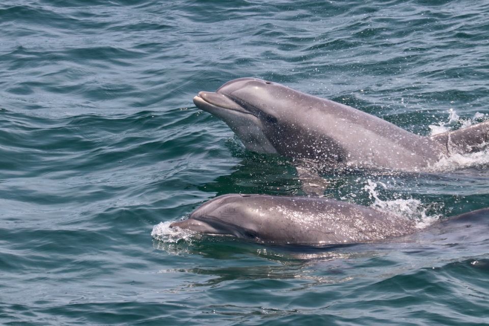 Cape May: Sunset Dolphin Watching Cruise With Food