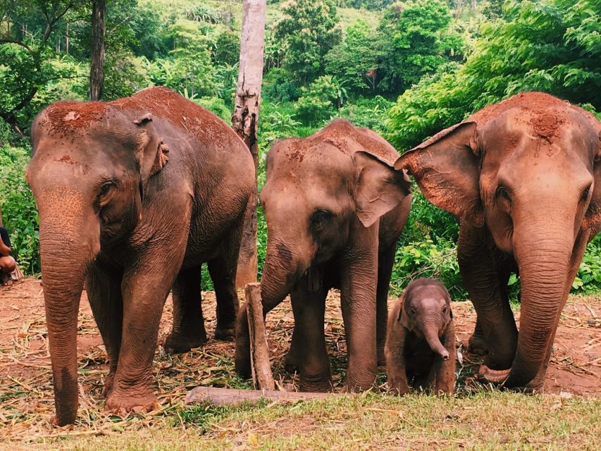 Chiang Mai: Doi Inthanon National Park & Elephants Sanctuary