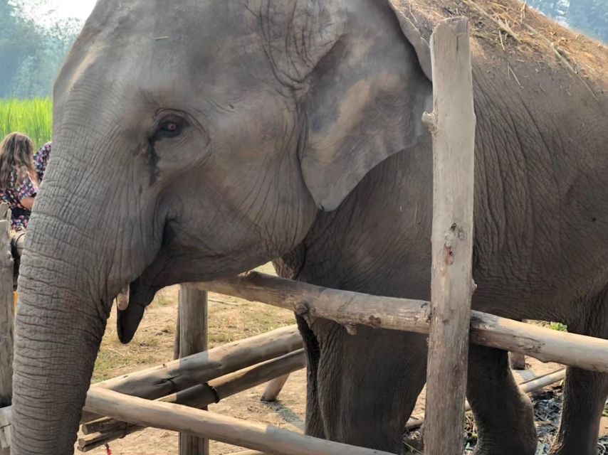 Chiang Mai Elephant Home One Day Experience