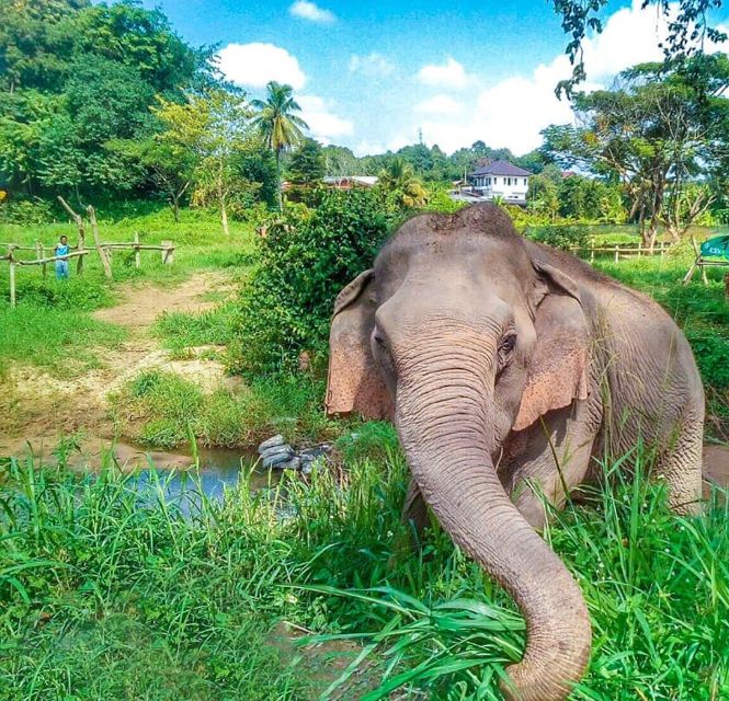 Chiang Mai: Elephant Sanctuary Guided Tour in English