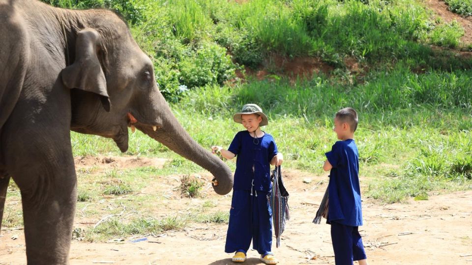 Chiang Mai: Elephant Sanctuary With Lunch Day Tours