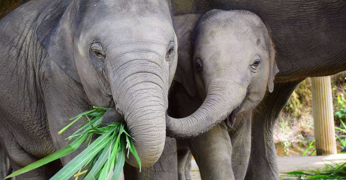 Chiang Mai: Exclusive Elephant Nursery Full-Day Program