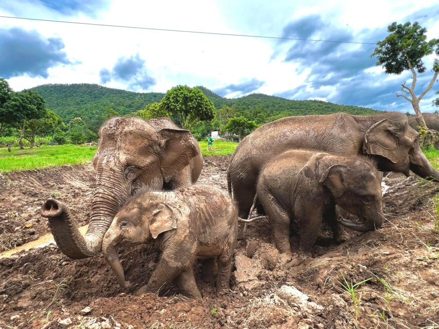 Chiang Mai: New Elephant Home Walking With Giants Tour