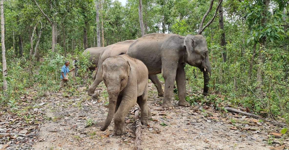 Chiang Mai: Waterfall, Elephant Sanctuary, and Rafting Tour