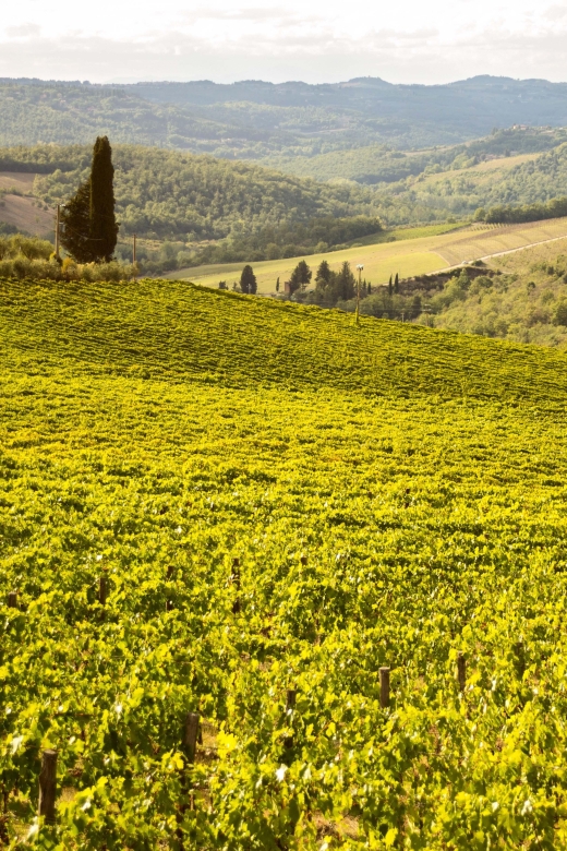 Chianti Classico and Super Tuscan Wine Tour - Tour Details