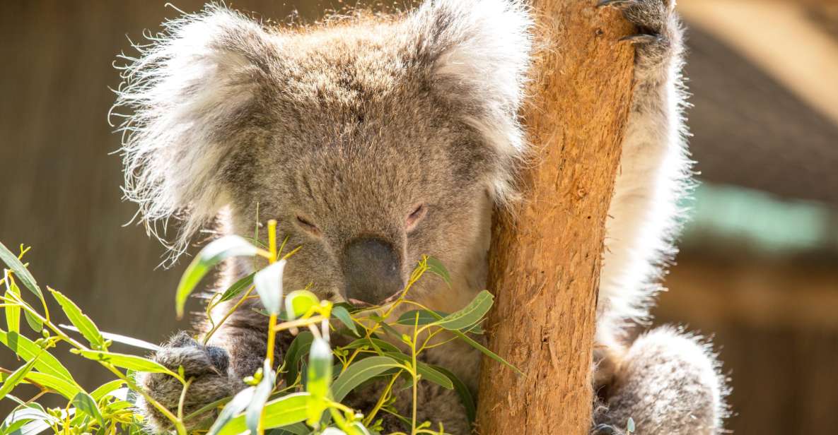 Cleland Wildlife Park Experience With Mount Lofty Summit - Tour Details