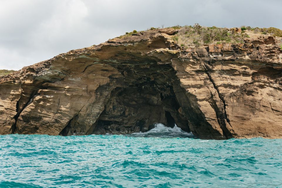 Coastal 2.5-Hour Adventure Boat Tour From Newcastle