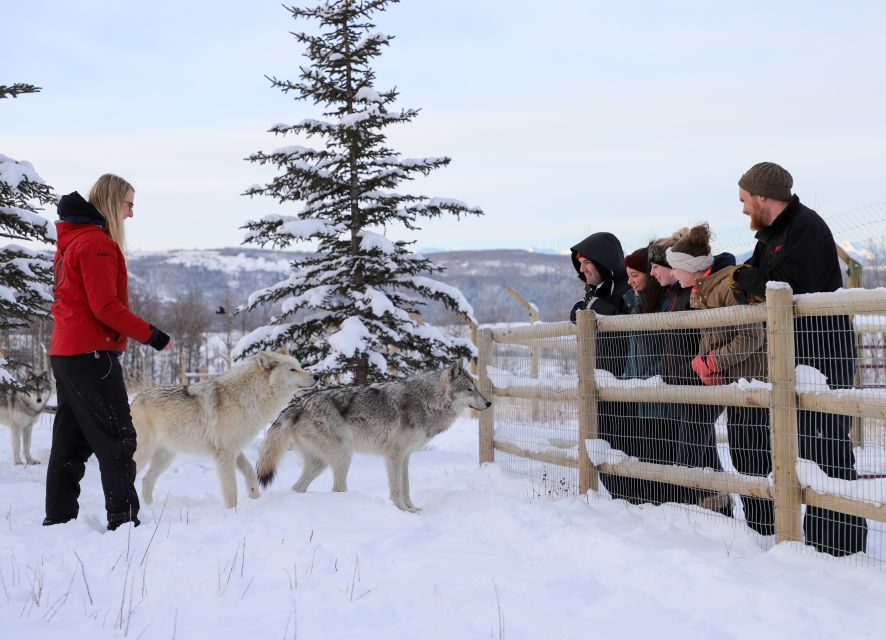 Cochrane: Yamnuska Wolfdog Sanctuary Tour