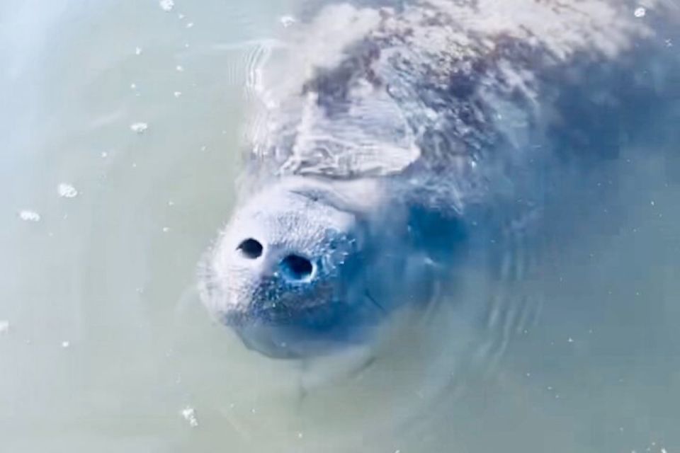 Cocoa Beach: Dolphin and Manatee Kayak or Paddle Tour