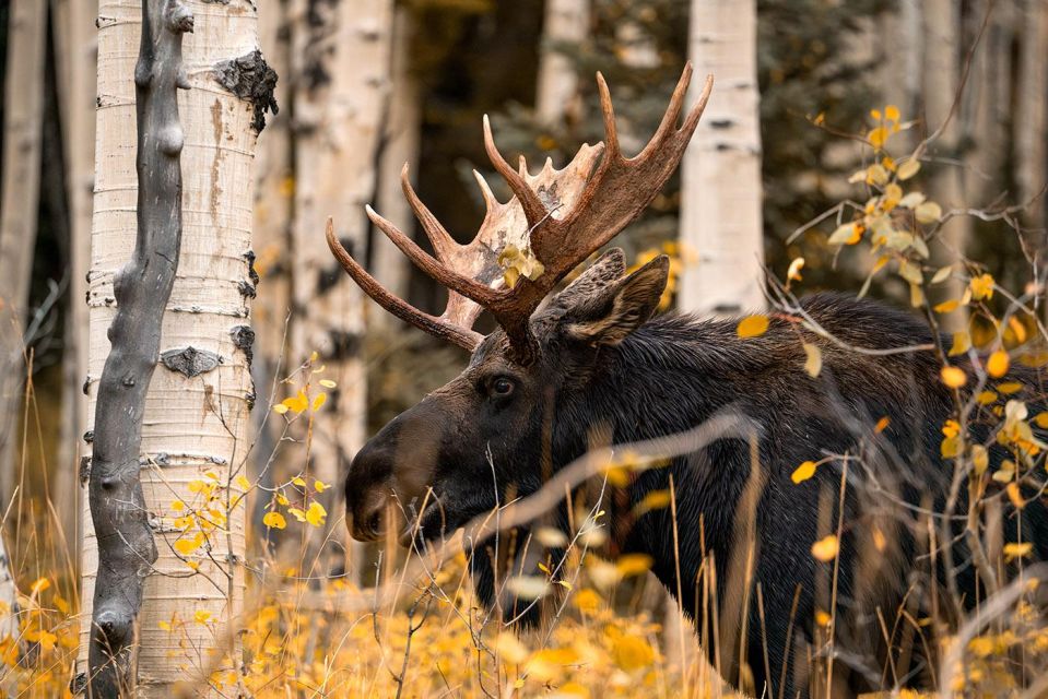 Colorado Fall Color Photography Workshop