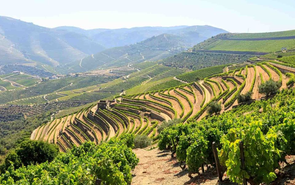 Complete Douro Valley Tour – Visit to 3 Wineries & Lunch