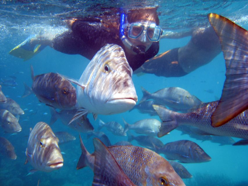 Coral Bay: 2-Hour Coral Viewing and Snorkeling