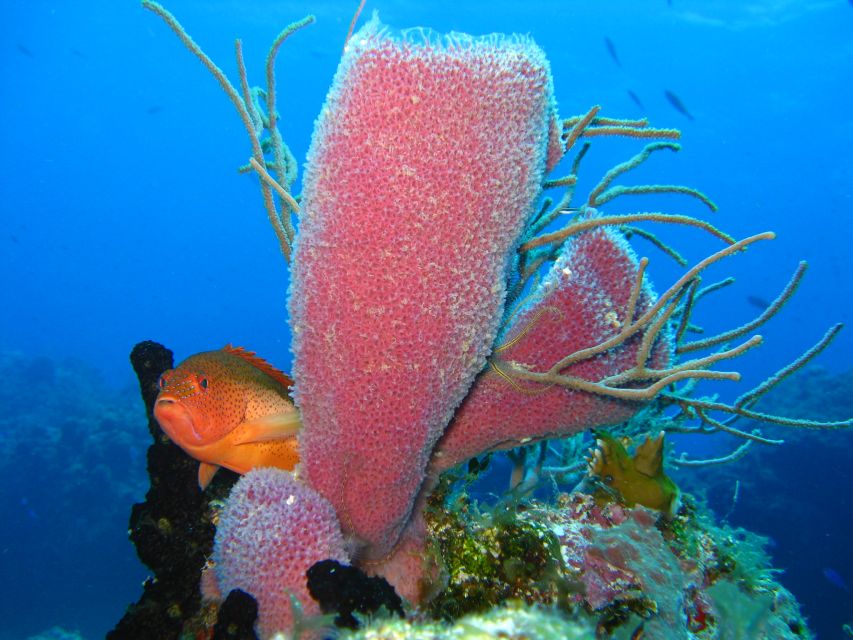 Cozumel: El Cielo & Palancar Snorkel With Open Bar & Ceviche