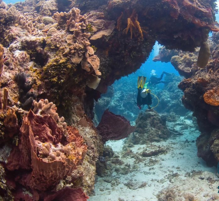 Cozumel Reefs Two Dives From the Boat