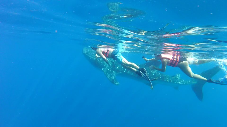 Cozumel: Whale Shark Tour