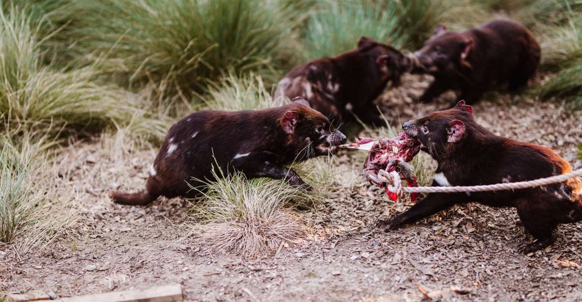 Cradle Mountain: After Dark Tasmanian Devil Feeding Tour - Tour Details