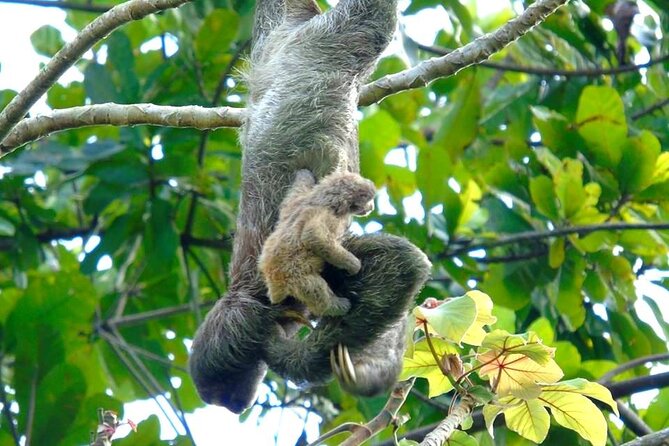 Cruiseline Excursion Colon: Rainforest, San Lorenzo Fort and Canal Expansion