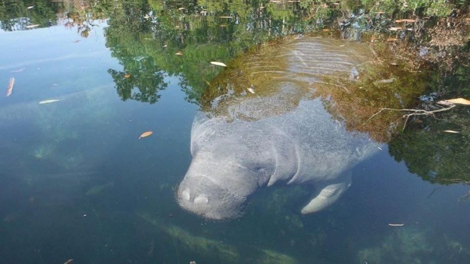 Crystal River: Manatee Viewing Cruise - Exploring Kings Bay National Wildlife Refuge