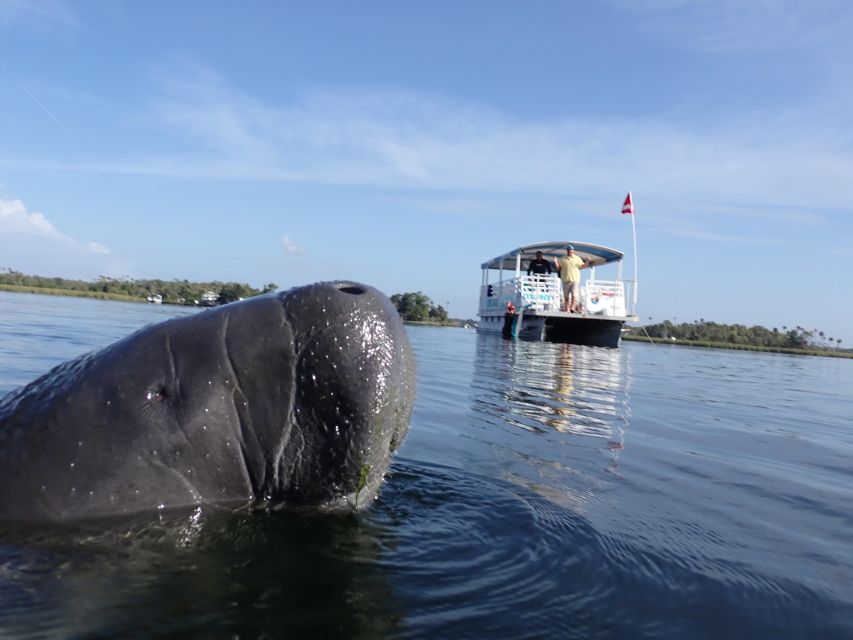 Crystal River: VIP Manatee Swim W/ In-Water Photographer