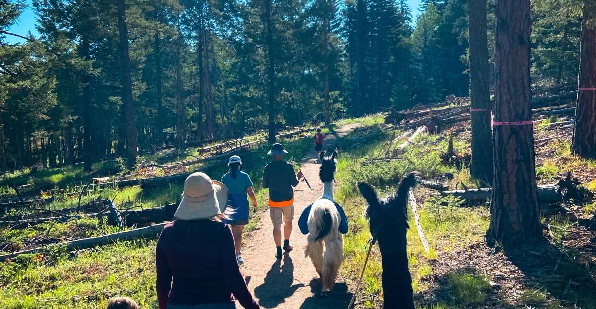 Denver: Llama Hike in the Rocky Mountains