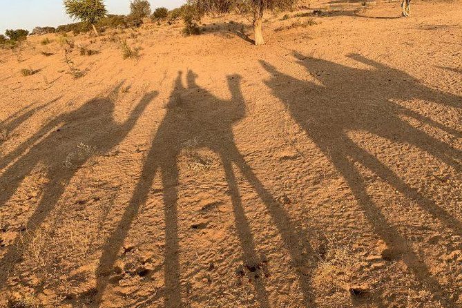 Desert Camel Safari Day Tour In Jodhpur