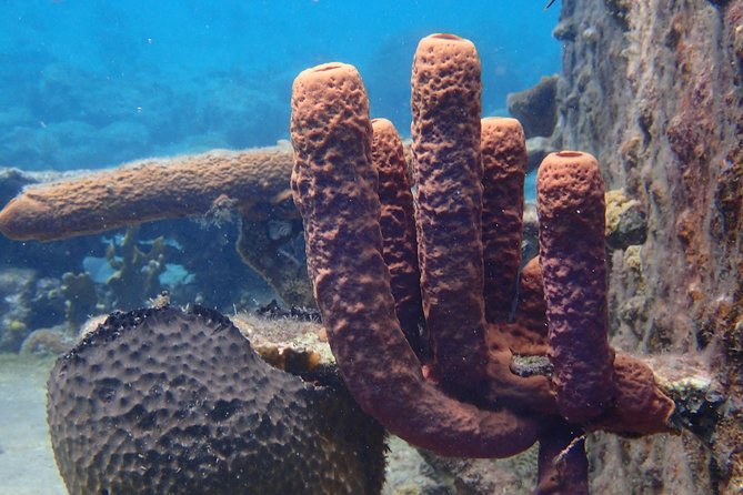 7 Best Scuba Diving Experiences In Curacao | Travel Buddies