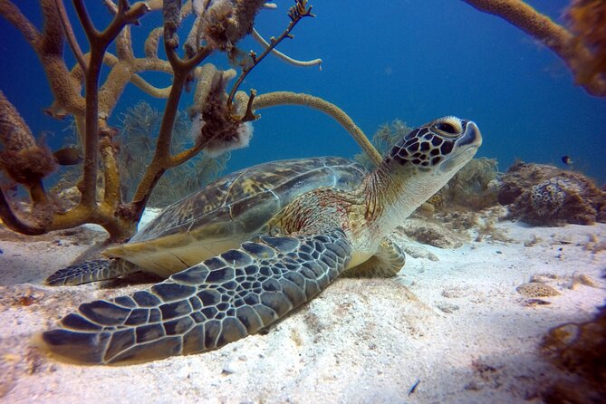 Discover Scubadiving on Aruba’S Reef