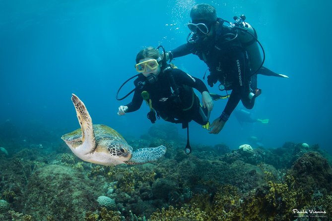 Diving for Beginners and Accredited - Búzios RJ - Overview of Diving in Búzios