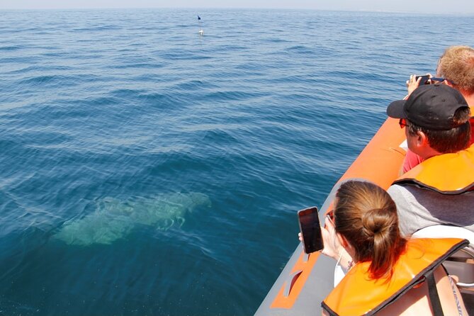 Dolphin and Whale Watching in Lagos