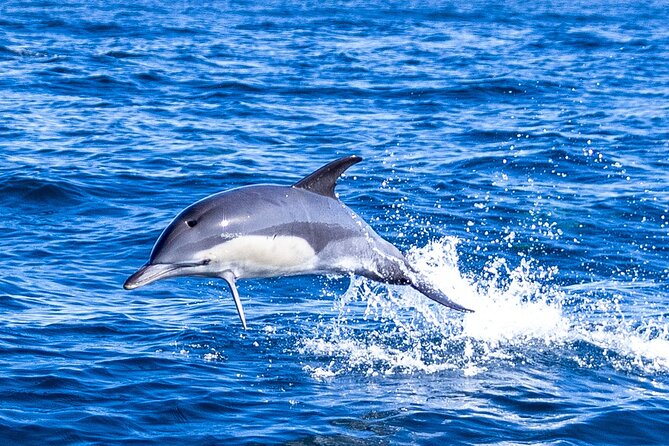 Dolphin Watching in Lisbon - Landmarks Along the Way