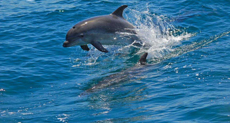 3 Best Dolphin Watching Tours In Setubal | Travel Buddies