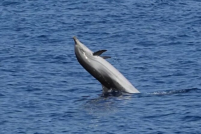 Dolphin Watching Tour With Snorkeling From Olbia - Tour Overview