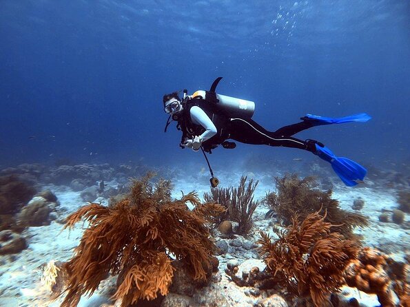 Double Dip Snorkel Trip