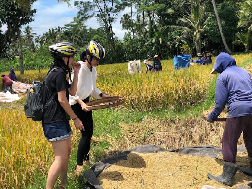 Downhill Bike Tours Through Rice Terrace Jungle With Meal