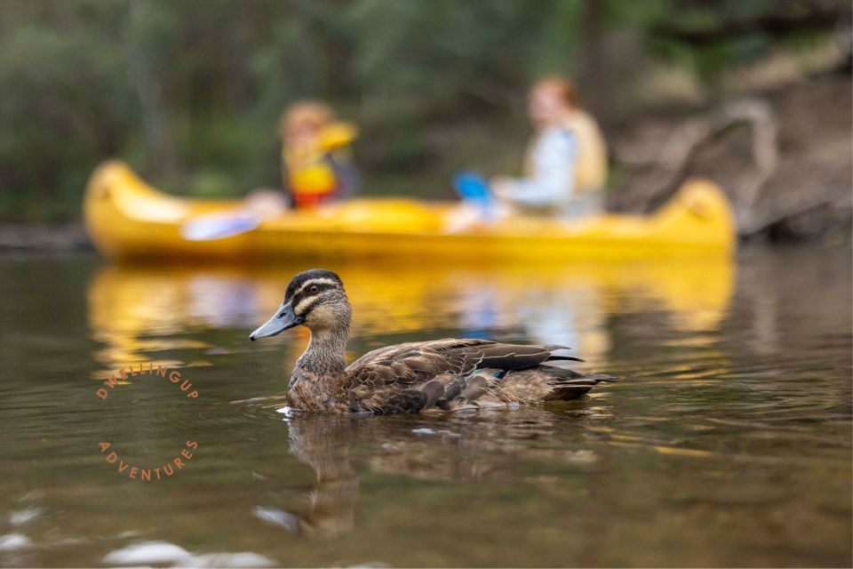 Dwellingup: Paddle N Picnic Self-Guided Tour