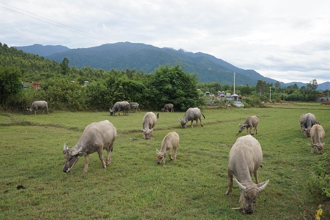 Easy Rider Hoi An to DaLat 5 Day Tours