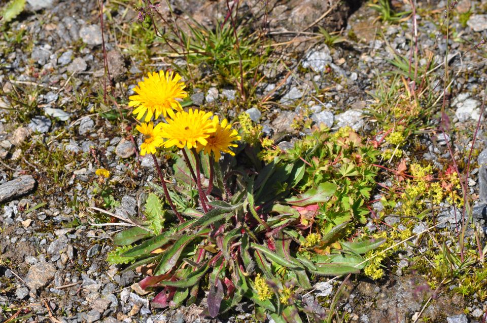 EDIBLE SPONTANEOUS PLANTS