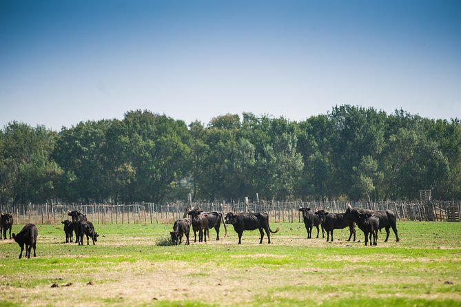 Electric Bike Excursion in Camargue