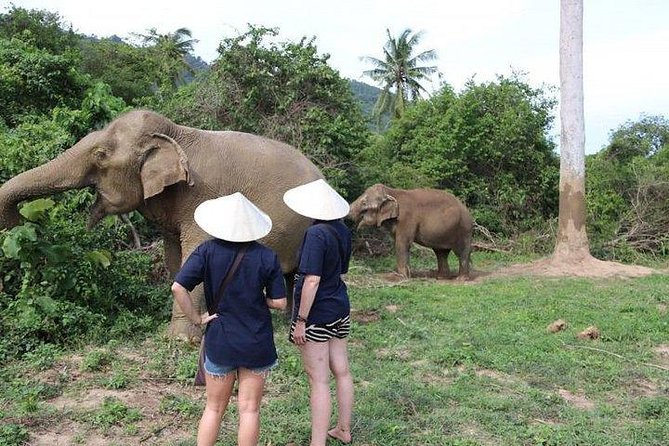 Elephant Nature Care, the Largest Elephant Sanctuary on Koh Samui