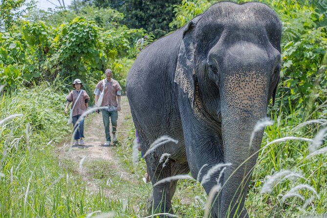 Elephant Sanctuary Small Group Tour in Phuket