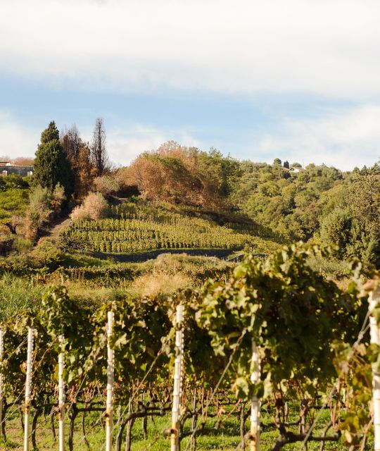 Etna Wine Tour With Seasonal Lunch