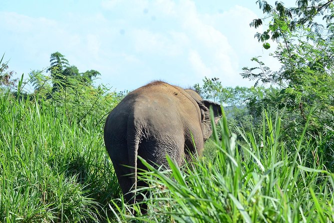 Experience Elephant Sanctuary + Sticky Waterfall