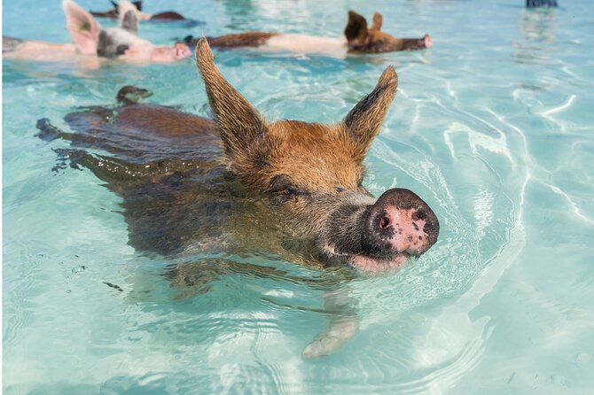 Exuma Powerboat Tour From Nassau With Swimming Pigs