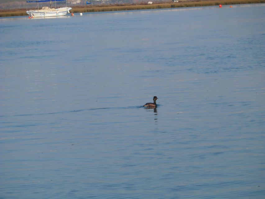 Faro: Eco-Friendly Ria Formosa Bird Watching in Solar Boat