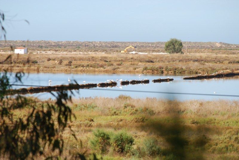 Faro: Ria Formosa Natural Park Segway Tour & Birdwatching