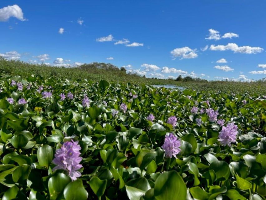 Florida: 90 Minute Everglades Cruise