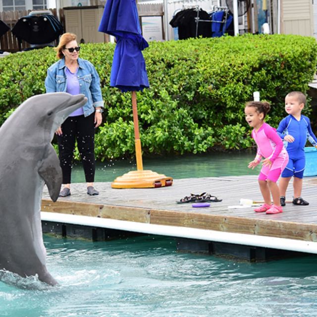 Florida Keys: Dockside Dolphin Experience